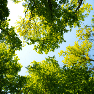 Green Trees Against a Blue Sky