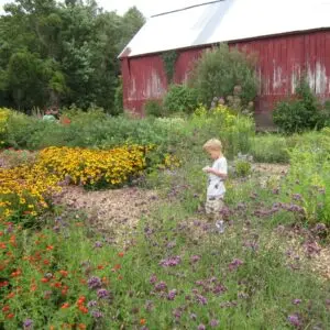 little boy in Glendening butterfly garden