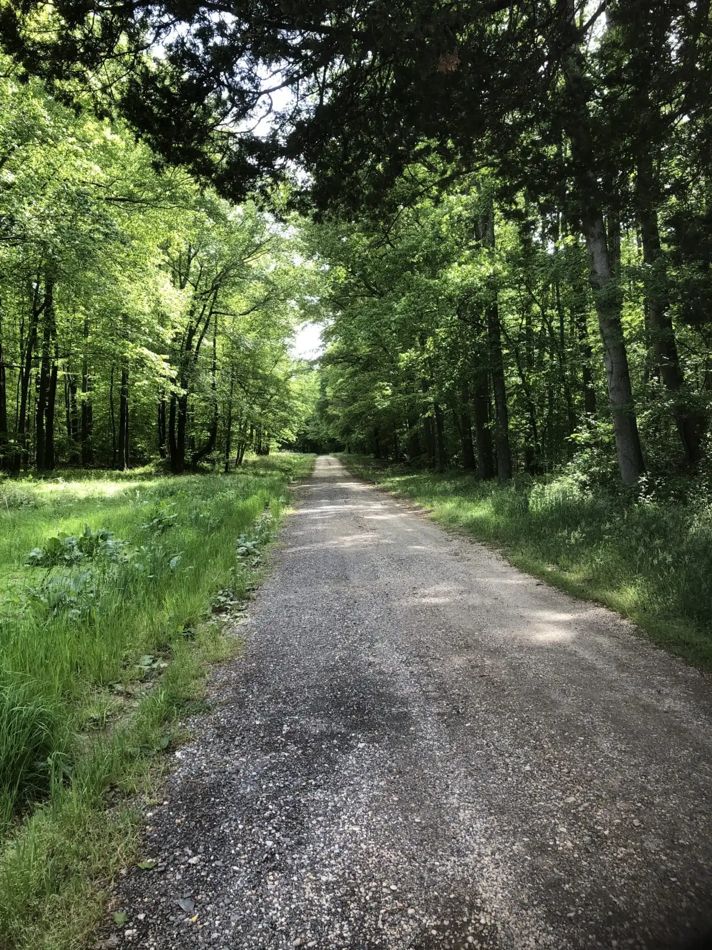 Jug Bay dirt road