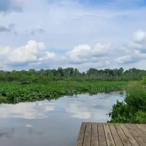 Jug Bay wetlands and sky