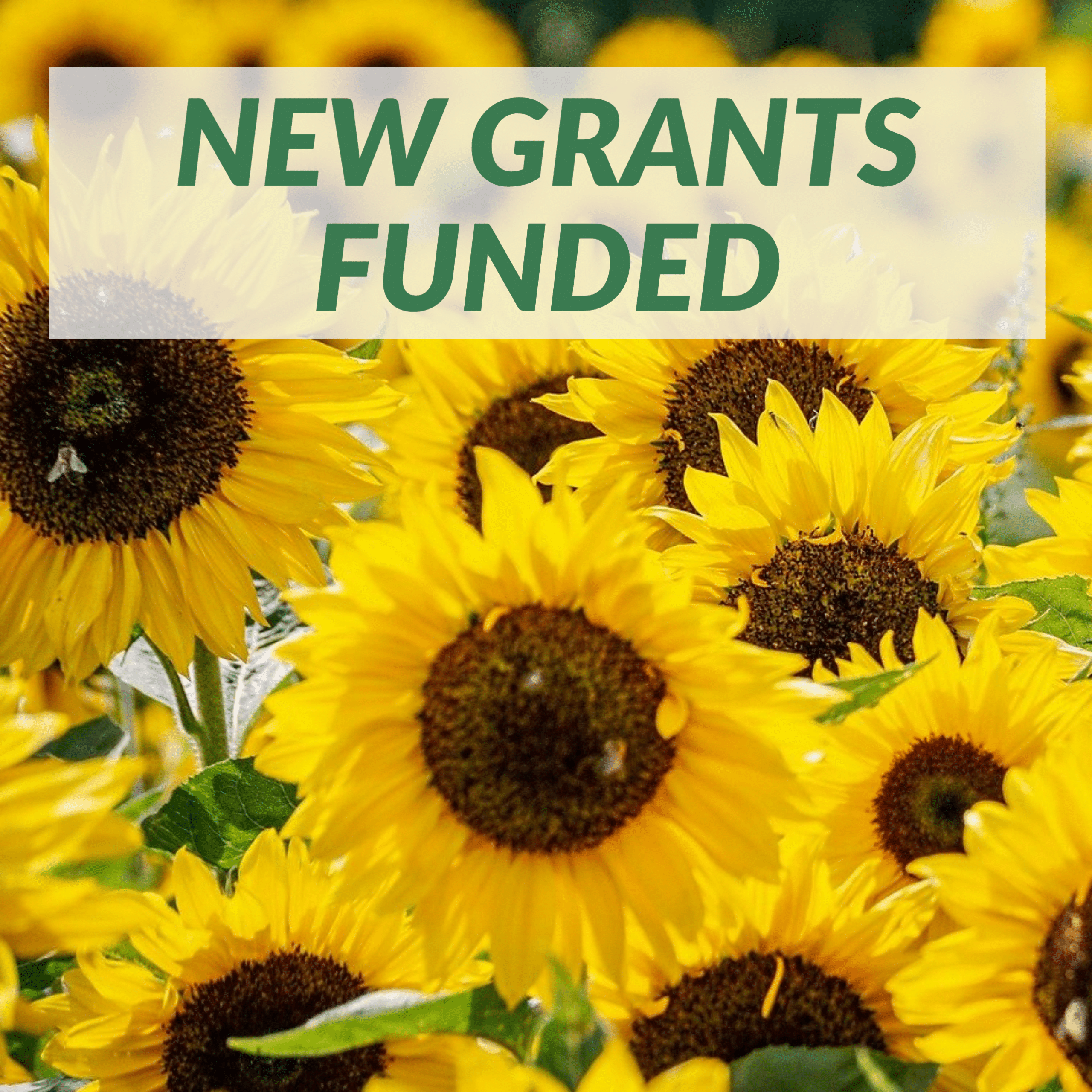 New Grants Funded 3