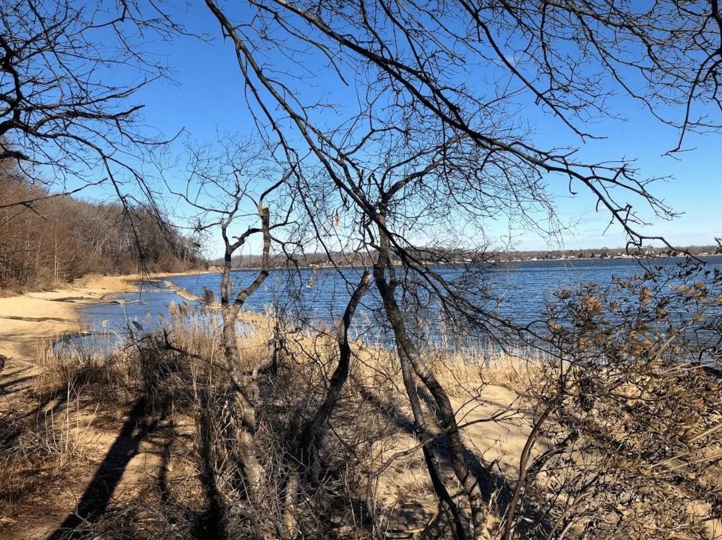 river view through trees