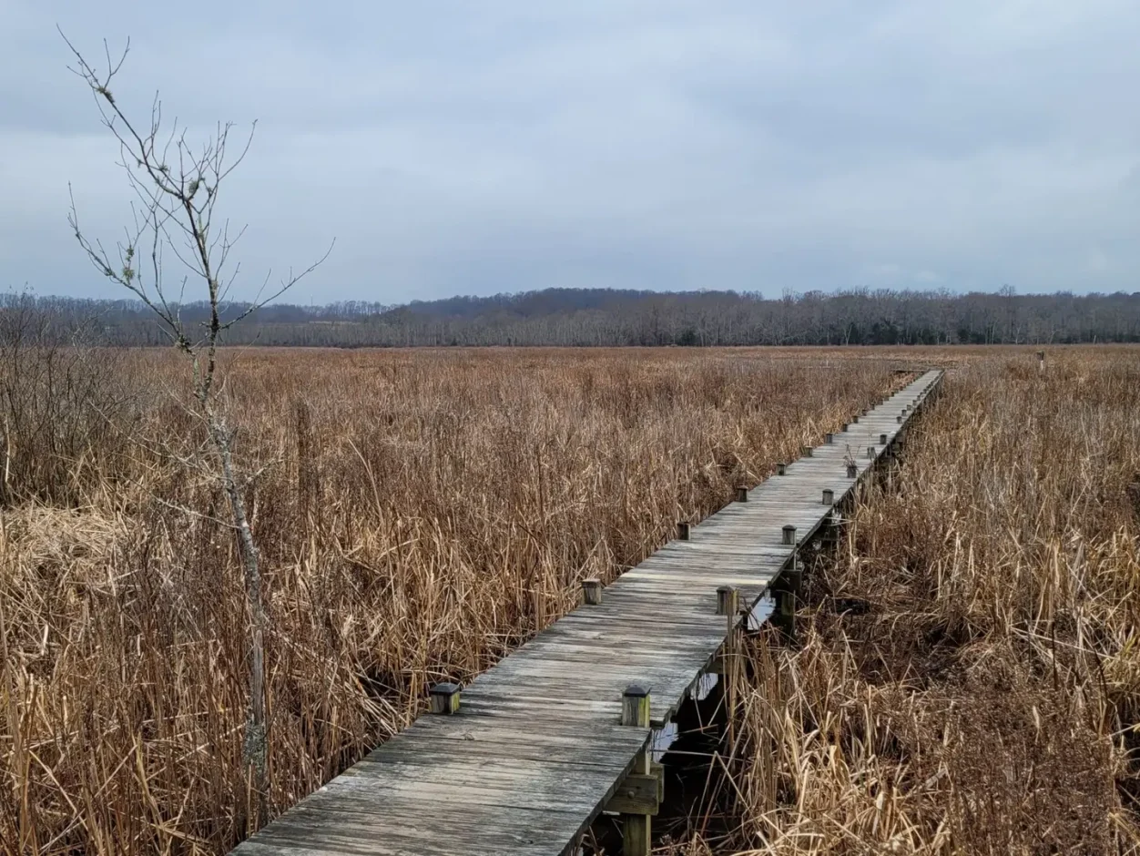 chris swarth boardwalk