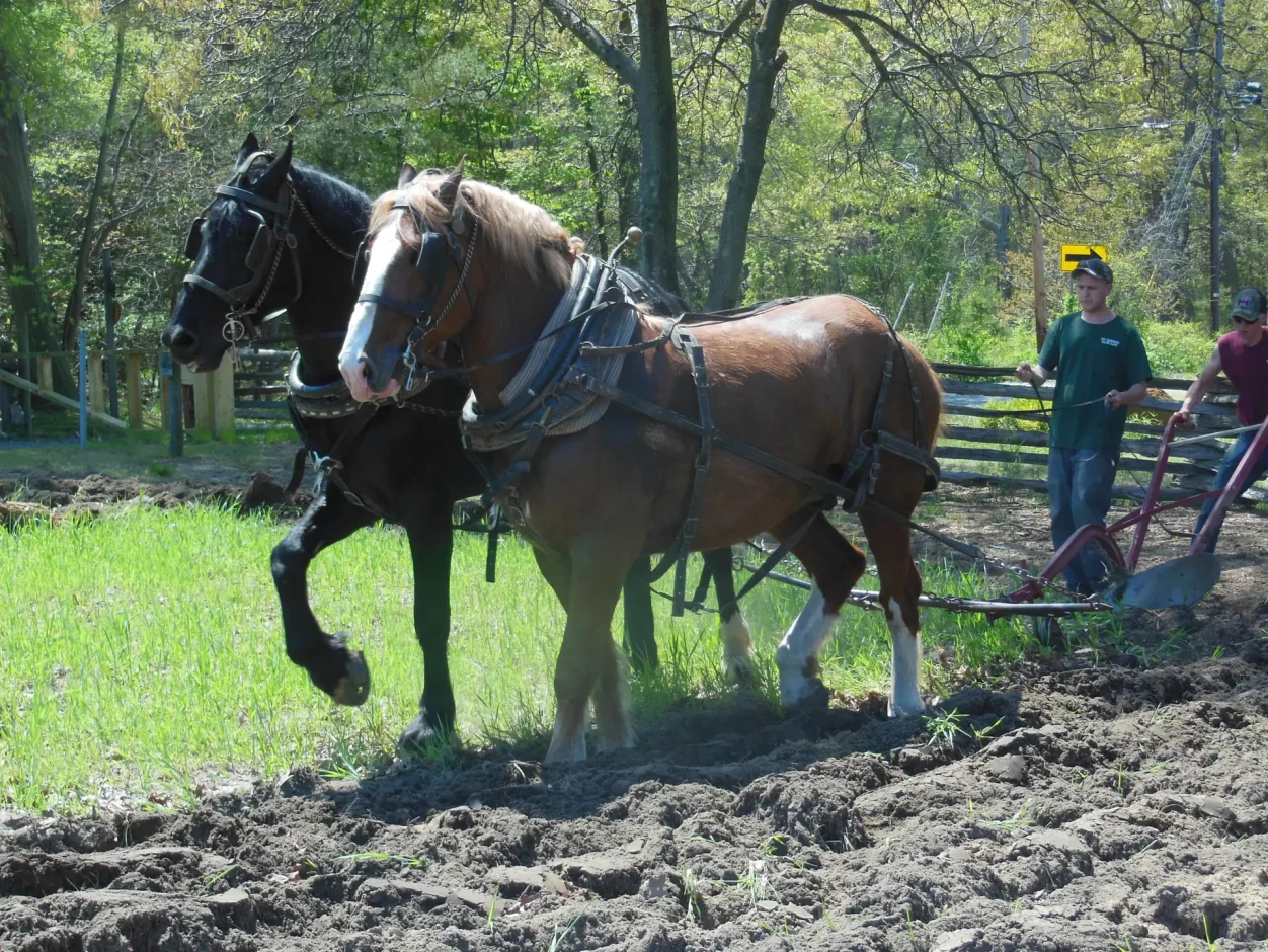 horses plowing field