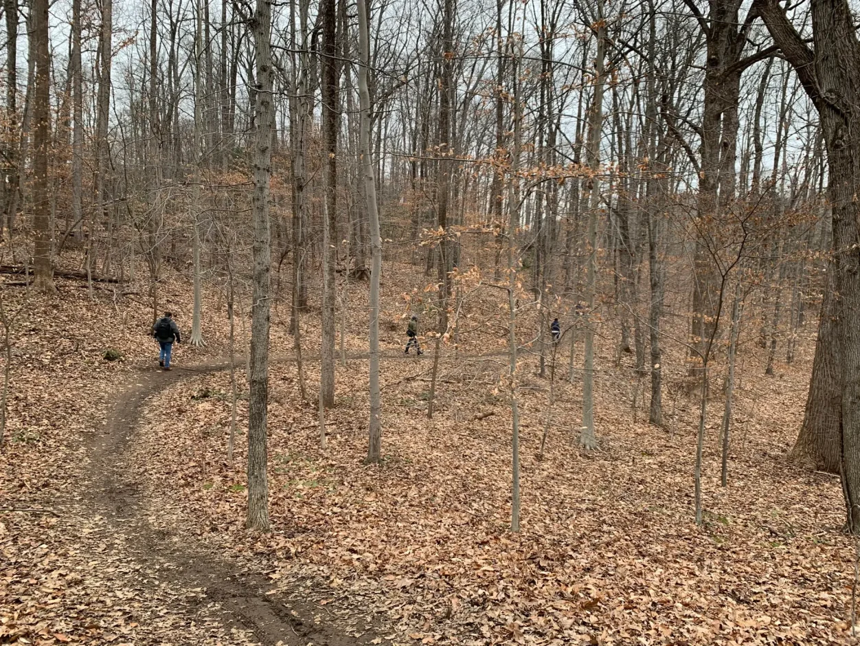 forest path