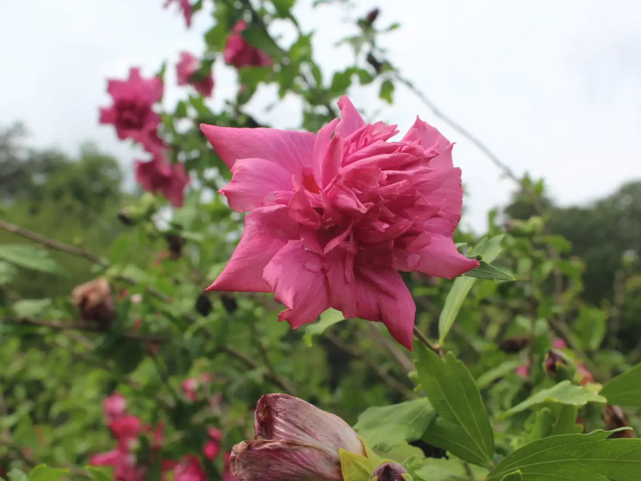 pink flower in garden