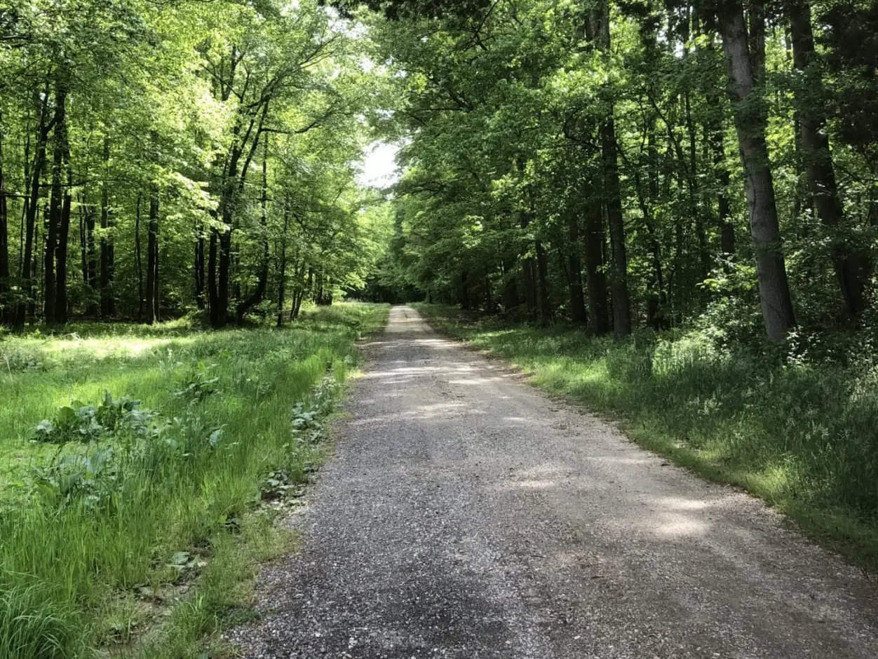Jug Bay dirt road