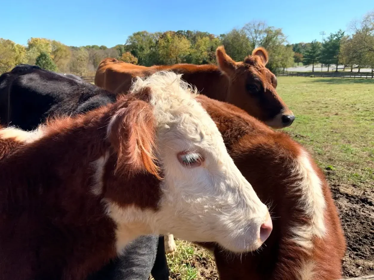 cows at the farm