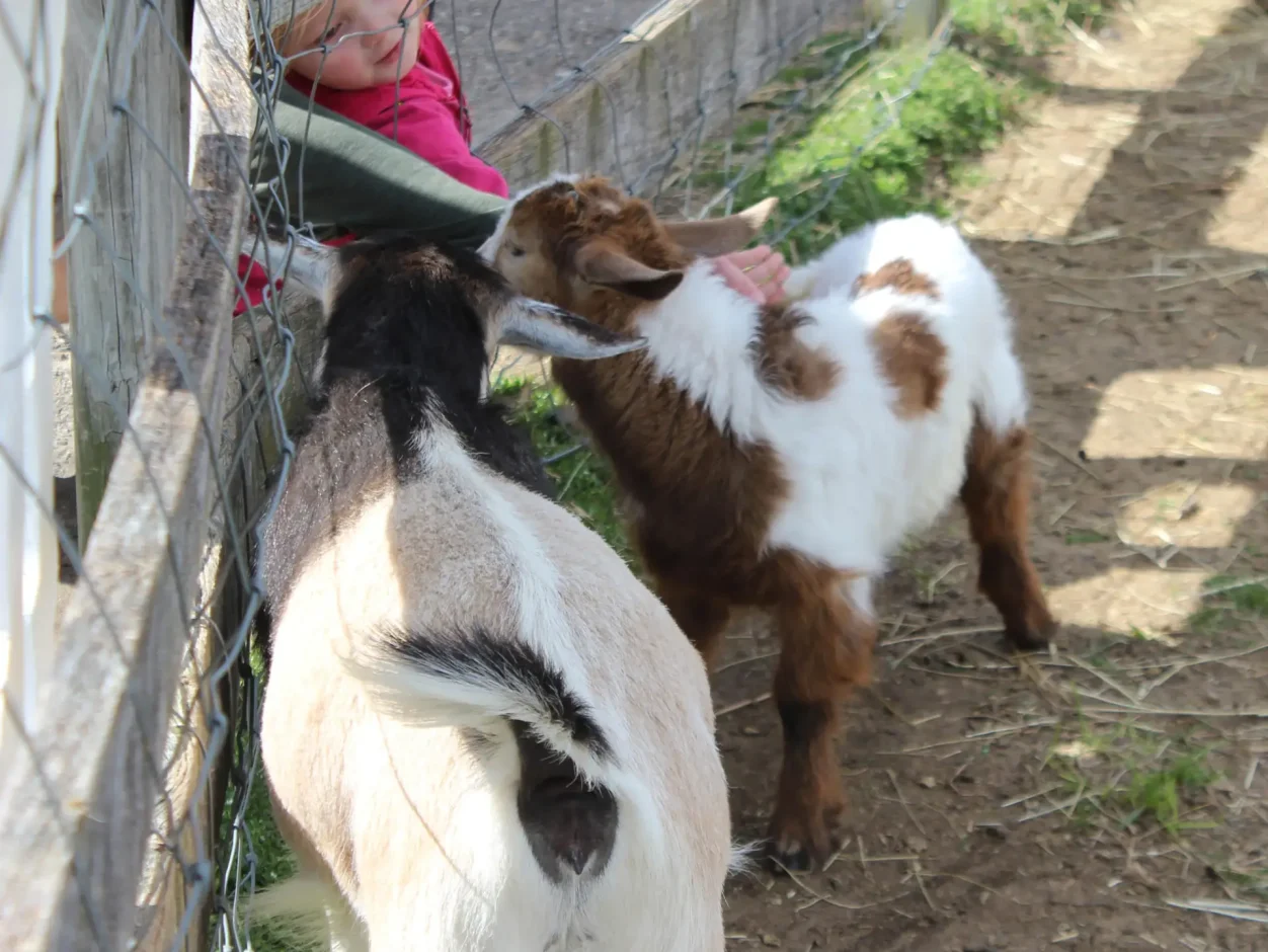 young girl petting goats