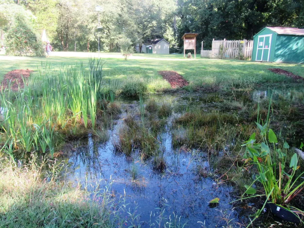 Shallow-water-wildlife-pond